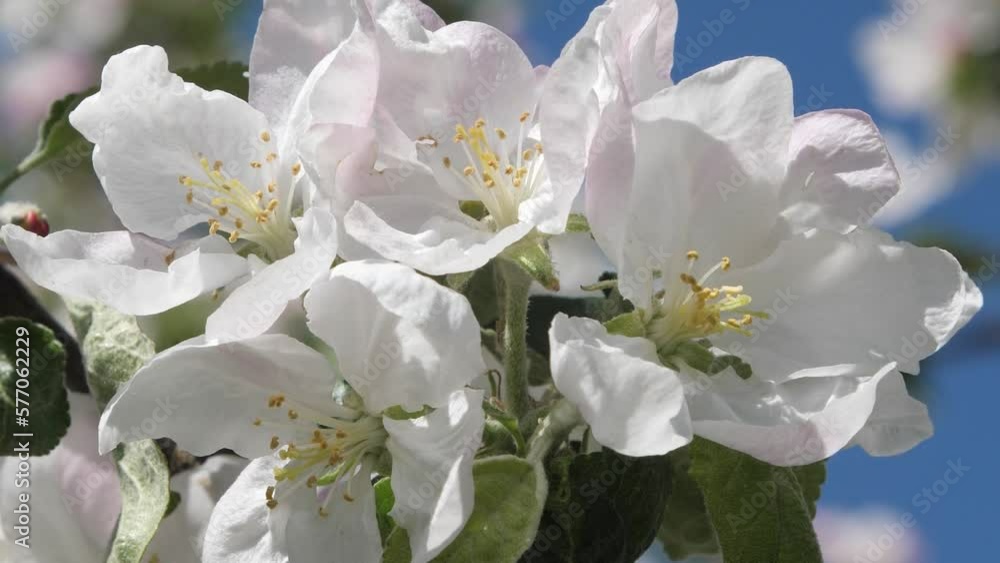 Blossom apple tree branch with white flowers on blue sky and bright sun background. Natural floral seasonal background Blossom apple tree branch with white flowers on blue sky and bright sun background. Natural floral seasonal background