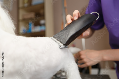 Pet groomer shaving maltese puppy with electric shearer machine. Professional grooming service for toy dog in vet clinic photo