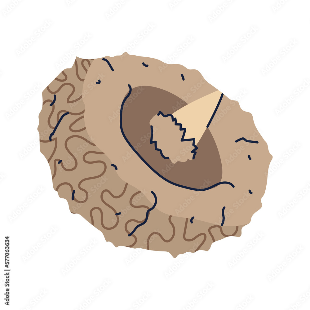 Durian fruit PNG image icon with transparent background Durian fruit PNG image icon with transparent background