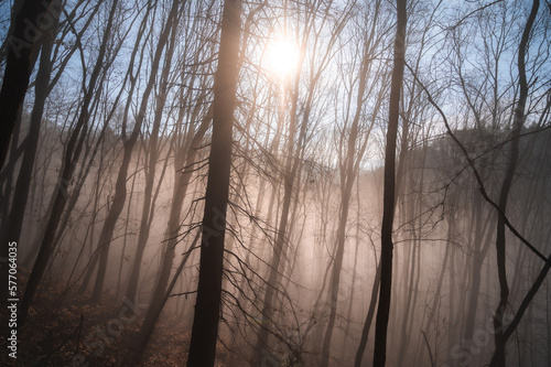 Forest of bare trees, in winter, with fog and sunlight. 