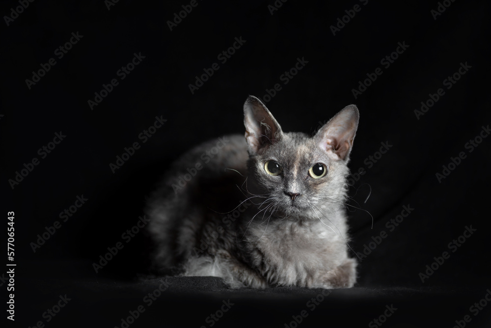 gray cat of breed brush sphinx isolated