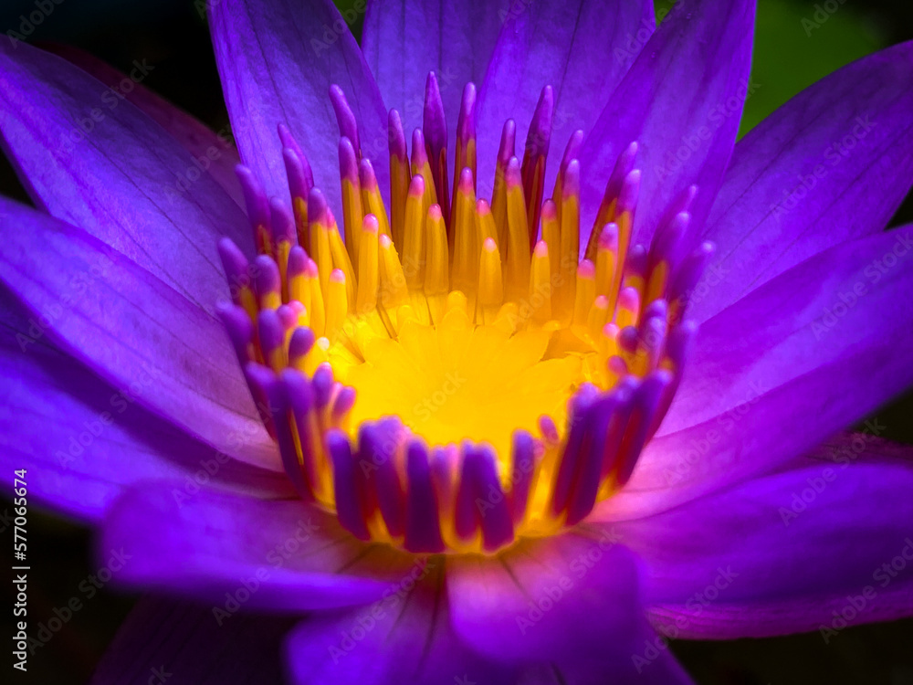 Blue Lotus from Sri Lanka. Blue Lotus from Sri Lanka.