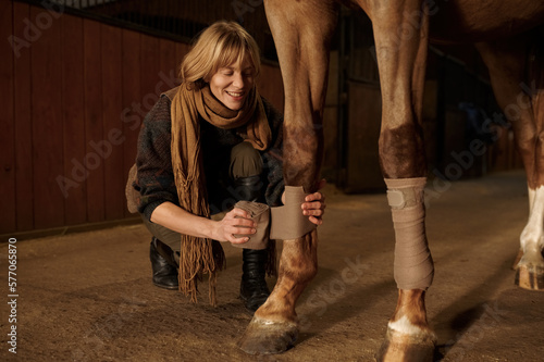 Closeup woman horse owner putting bandage on animal leg to prevent injury