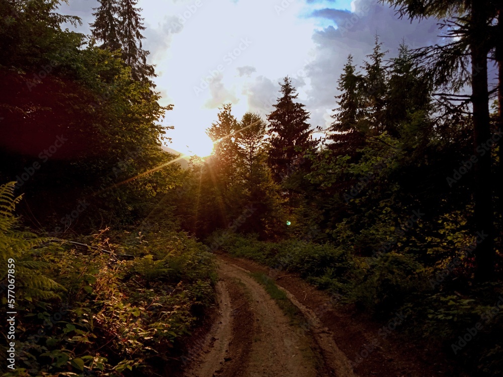 Fototapeta premium sunset in the forest