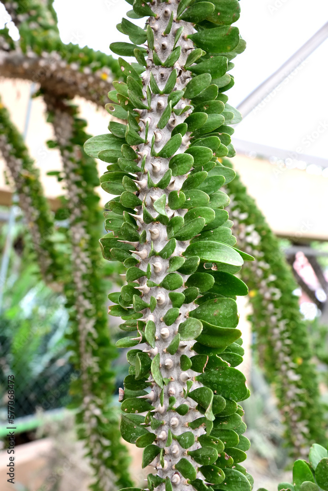 The spiny succulent shrub with thick water - storing stems and leaves. The spiny succulent shrub with thick water - storing stems and leaves.