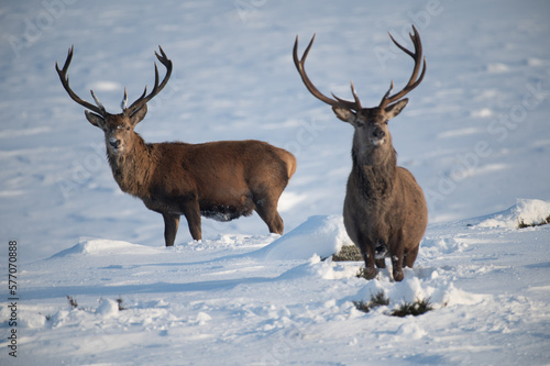 Red Deer in the snow, Glen Muick, Scotland Fototapeta