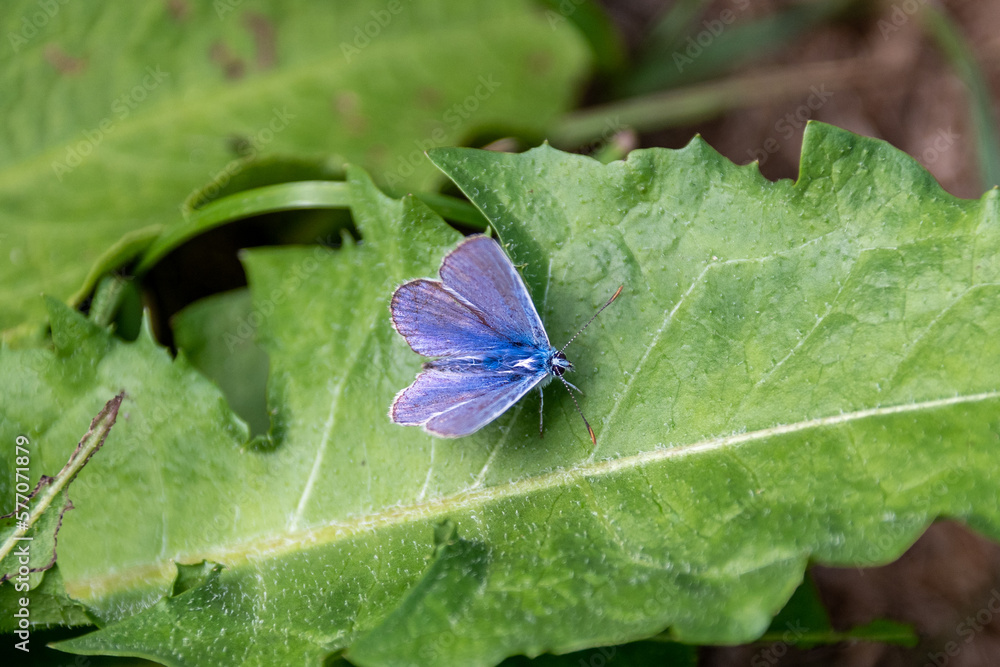 A male common blue butterfly, Polyommatus icarus, resting with its wings open on the leaf of a dandelion plant A male common blue butterfly, Polyommatus icarus, resting with its wings open on the leaf of a dandelion plant