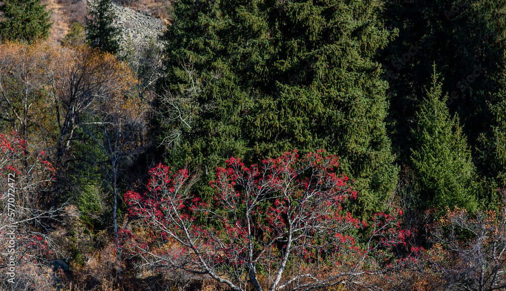 The beautiful autumn landscape. Xianweng mountains landscape.Yichun city, Heilongjiang province, China. The beautiful autumn landscape. Xianweng mountains landscape.Yichun city, Heilongjiang province, China.