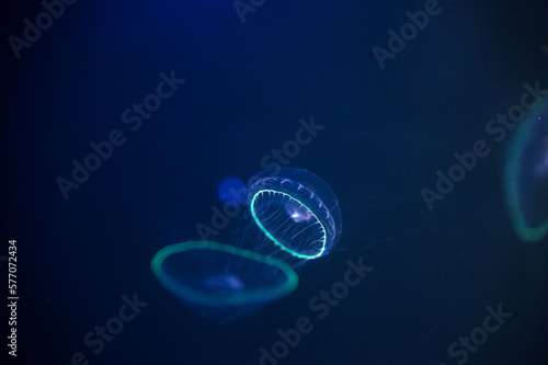 Wallpaper Mural クラゲ Torontodigital.ca