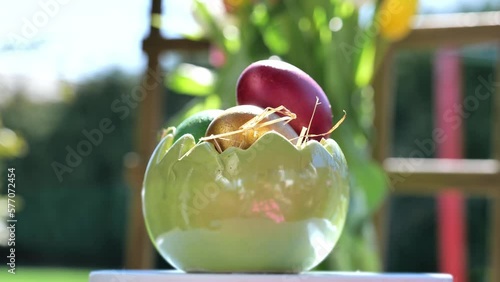 Easter colorful eggs rotate in nest in hey outdoor in sunny warming day, tulips flower background. Happy Easter holiday. Christian celebration, family traditions. Selective focus