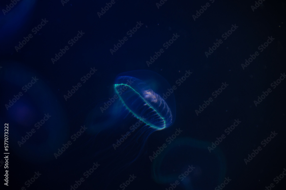 クラゲ クラゲ
