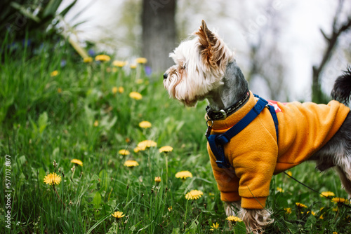 A pretty little cute dog Yorkshire Terrier breed walking on green flowering lawn in spring garden, park. Puppy in warm orange yellow sweatshirt. Clothes for pets. Canine breeds Domestic animal outdoor © vita