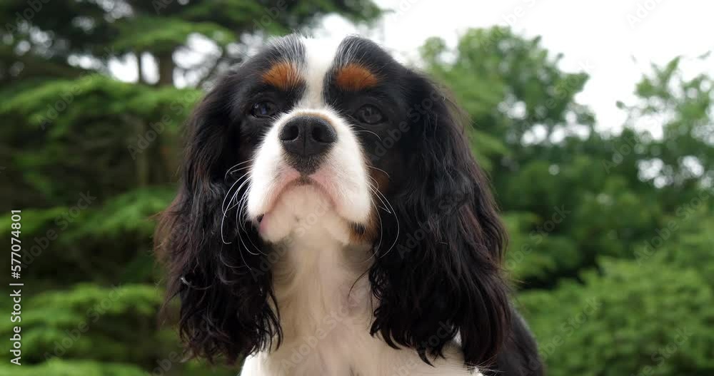 Cavalier King Charles Spaniel, Portrait of Male, France, Real Time 4K
