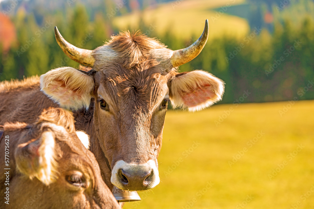 Kuh - Allgäu - Hörner - niedlich