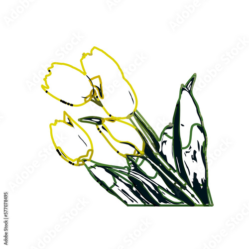 Color sketch of a tulip flower with transparent background