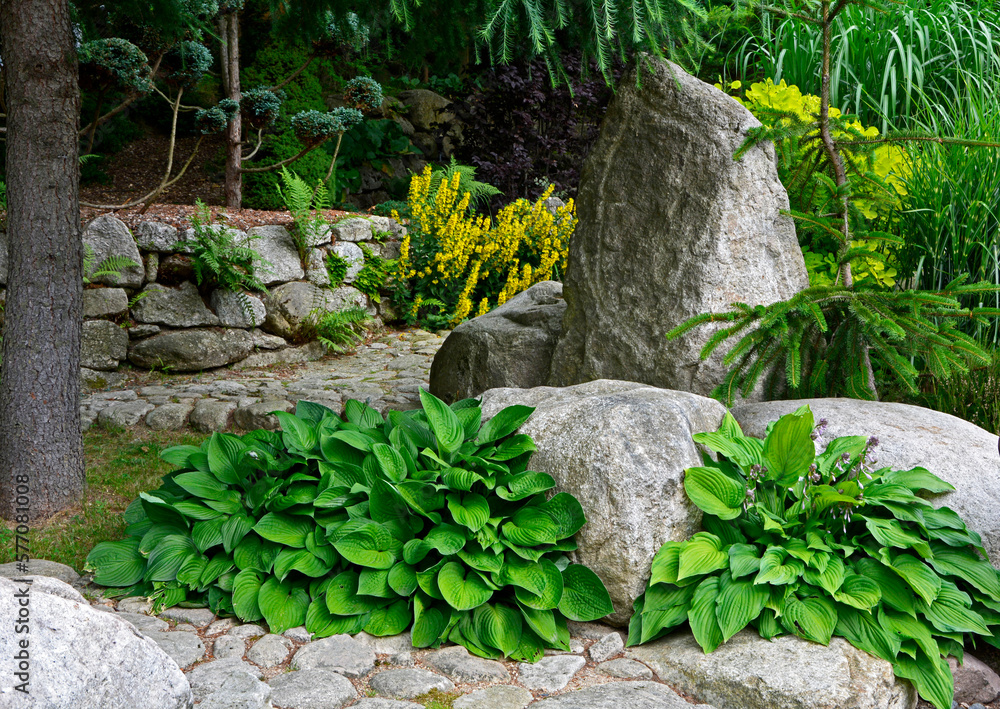 Obraz premium zielona funkia przy kamieniach (Hosta ), ogród japoński, japanese garden, Zen garden, designer garden