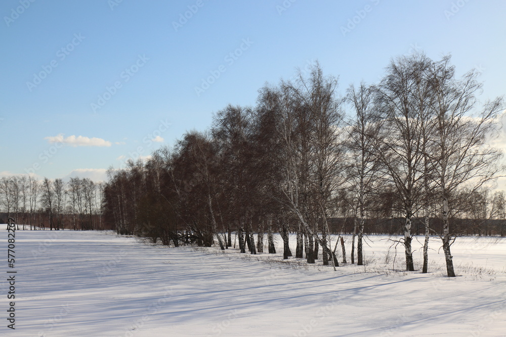 custom made wallpaper toronto digitalProtective forest belt of birches