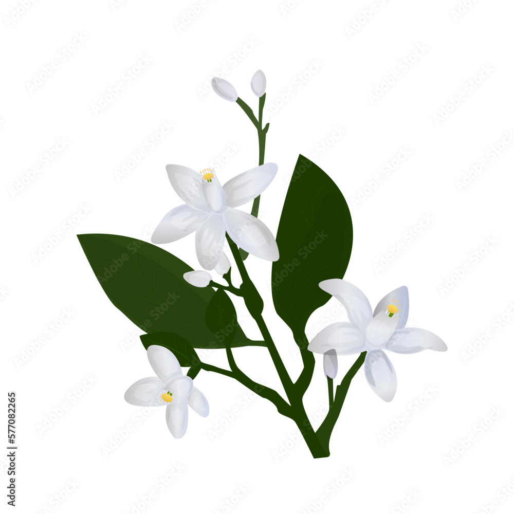 Obraz premium Neroli. Flowers, buds and leaves of orange blossom. Vector drawing. 