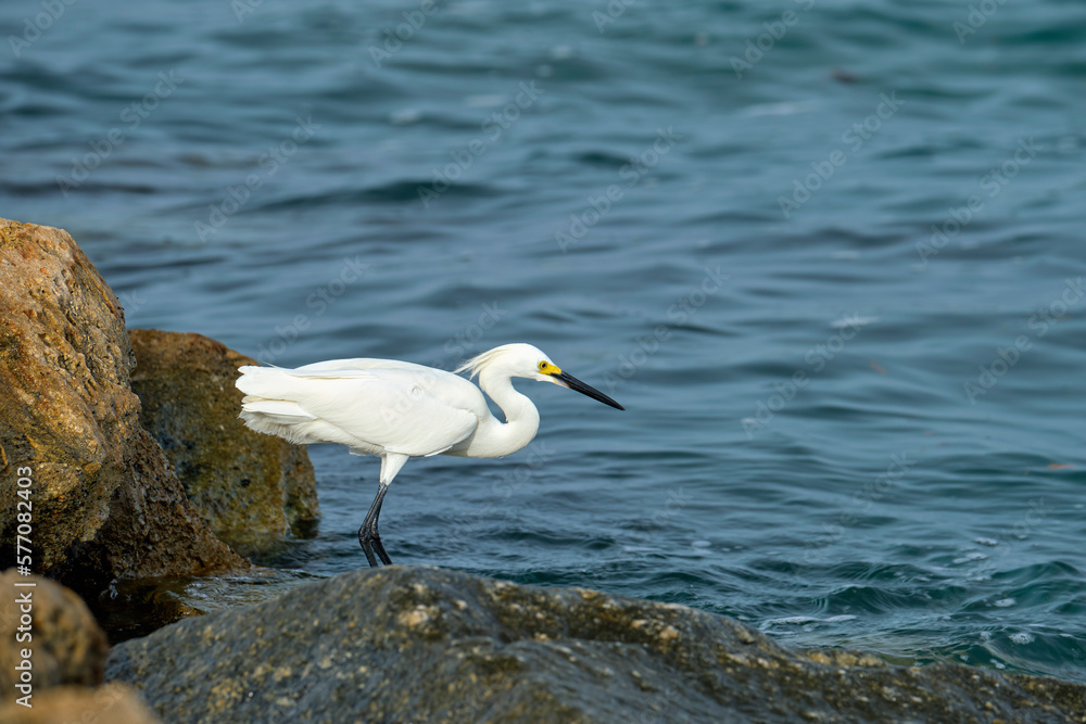 White heron wild sea bird, also known as great or snowy egret hunting on seaside in summer White heron wild sea bird, also known as great or snowy egret hunting on seaside in summer