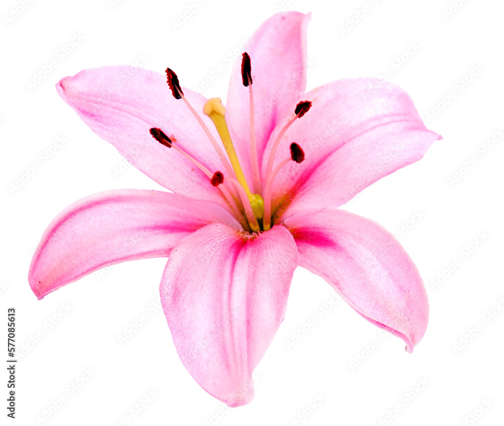 Pink lily flower isolated.  PNG transparency - obrazy, fototapety, plakaty 