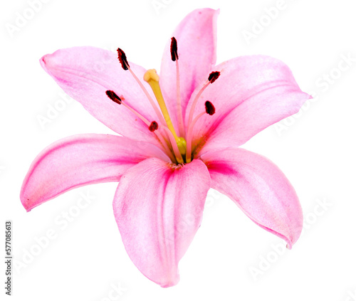 Pink lily flower isolated. PNG transparency