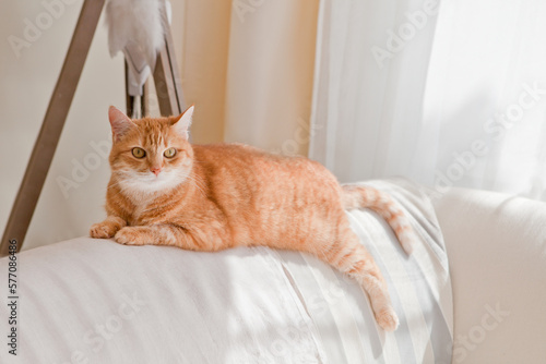 cute orange cat lying at sofa. lazy ginger tabby cat is lying on a sofa at home. sunny room