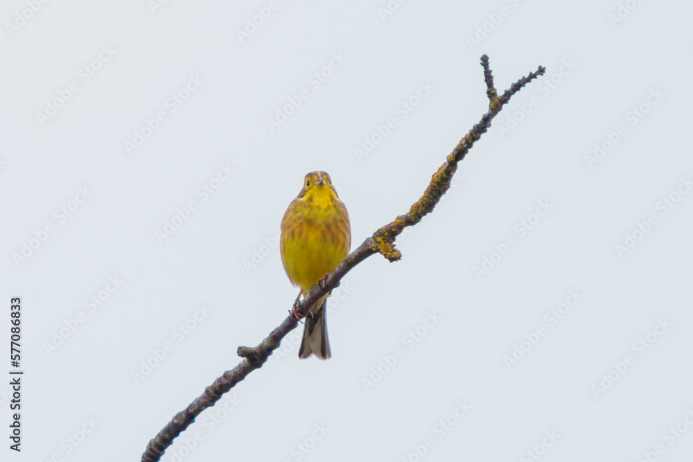 yellowhammer sits on a branch and enjoys the sun yellowhammer sits on a branch and enjoys the sun