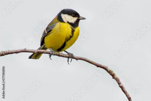 a great tit sits on a branch in spring © Mario Plechaty