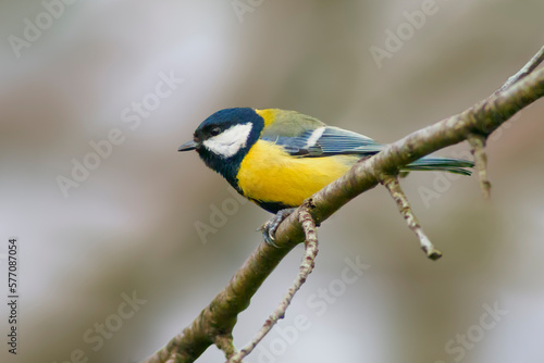 a great tit sits on a branch in spring © Mario Plechaty