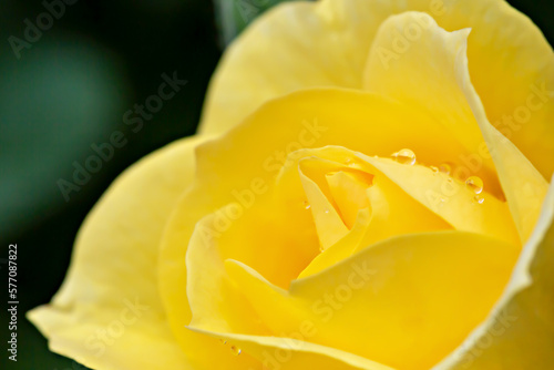 Water drops on yellow rose