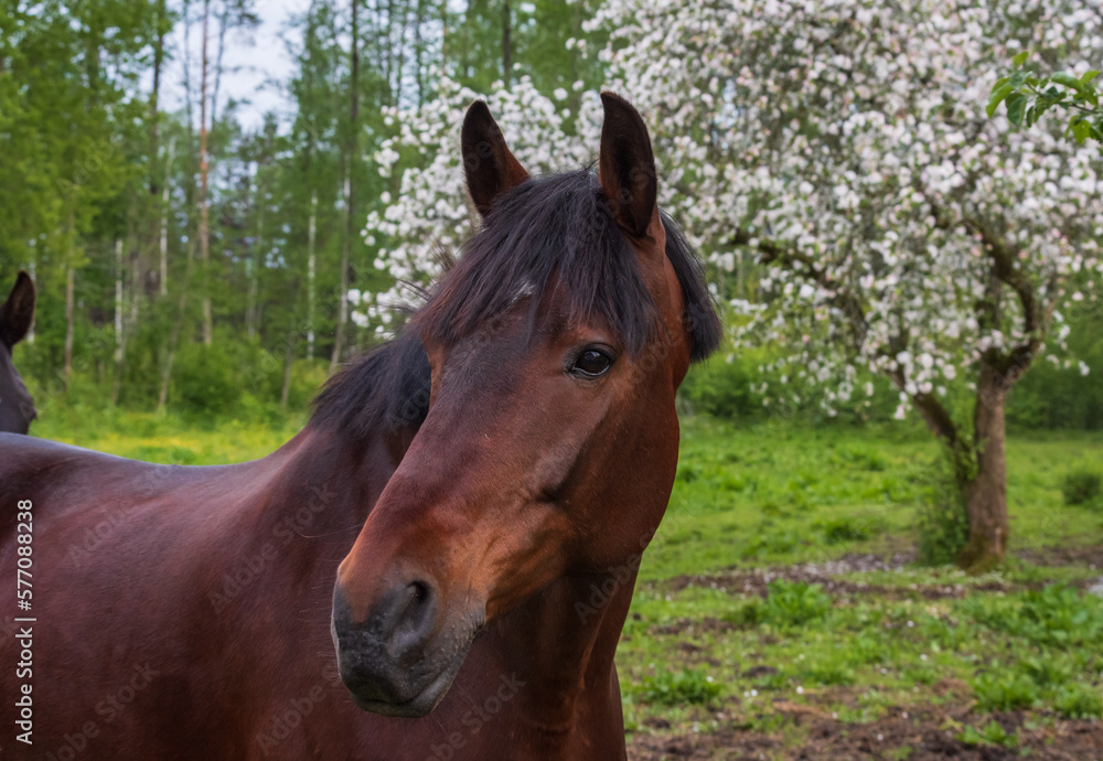 Portrait of a bay horse on a background of blooming white apple tree in spring
Portrait of a bay horse on a background of blooming white apple tree in spring
