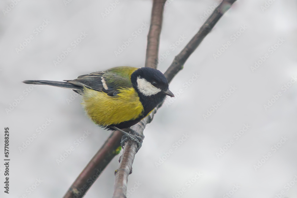 Fototapeta premium a great tit sits on a branch in winter