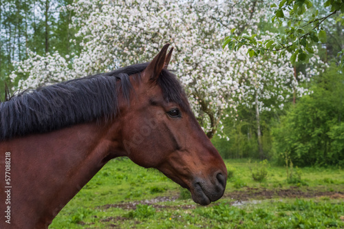 Portrait of a bay horse on a background of blooming white apple tree in spring © Ilga