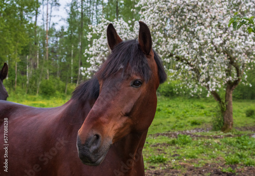 Portrait of a bay horse on a background of blooming white apple tree in spring 