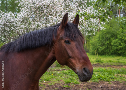 Portrait of a bay horse on a background of blooming white apple tree in spring