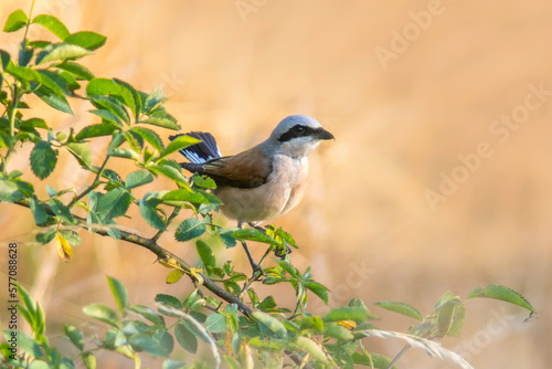 red-backed shrike sits in a rose bush and looks for prey