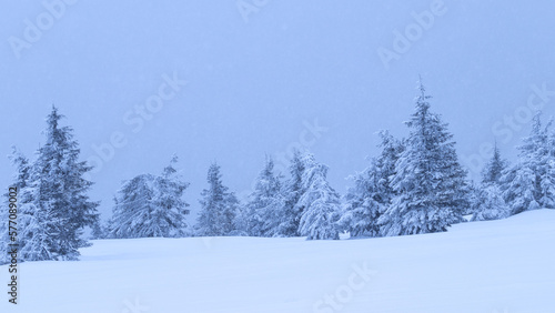 Snow covered pine trees. Winter Background. Christmas natural background 