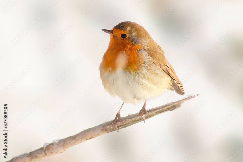 robin sits on a branch and sunbathes in winter