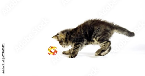 Brown Blotched Tabby Maine Coon Domestic Cat, Kitten playing against White Background, Normandy in France, Real Time 4K photo