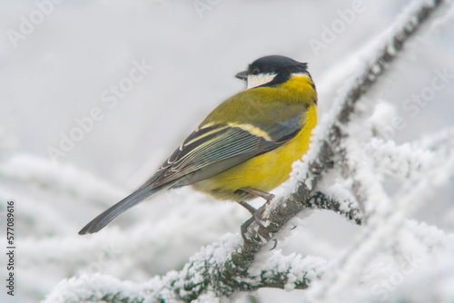 a Great tit sits on snowy branches in cold winter time