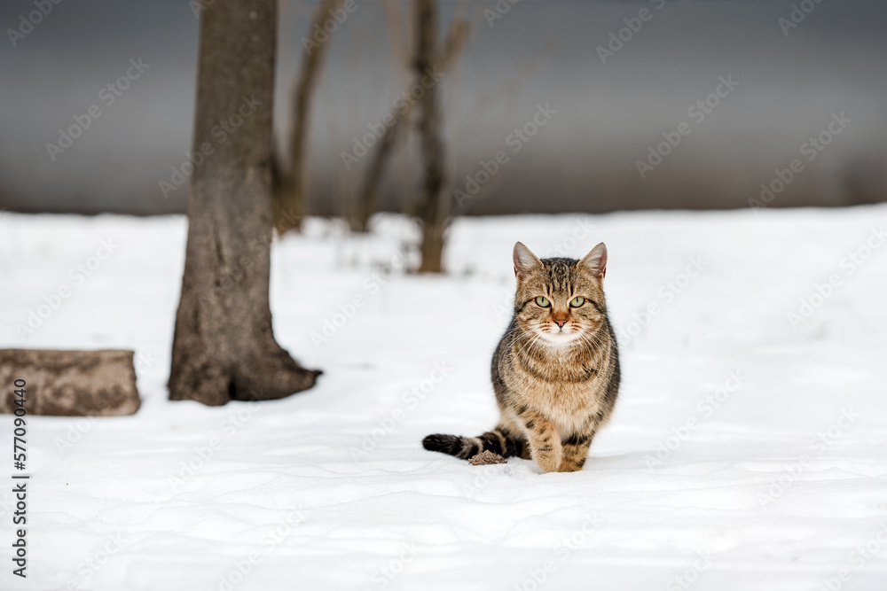 A stray cat on a snowy street