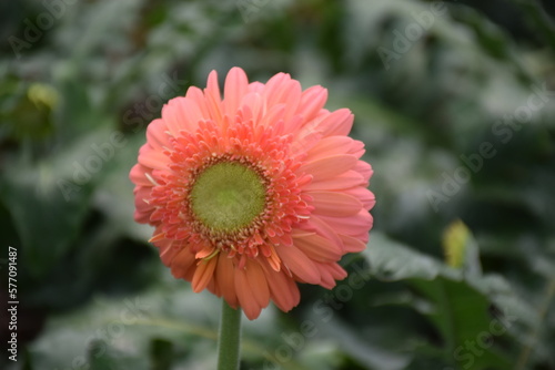 red dahlia flower