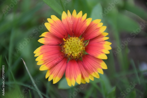 yellow flower in the garden