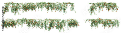 creeper plants with transparent background, 3d rendering © ANDRIBENKY