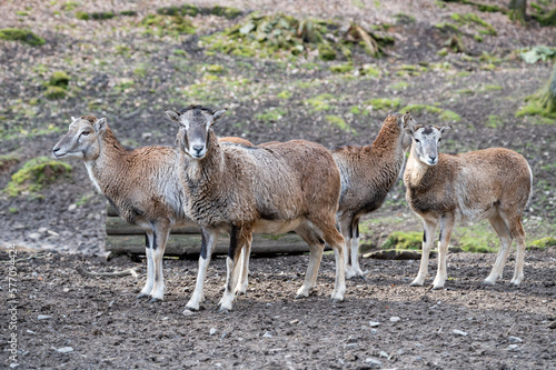 Group of goats standing outdoors, looking at camera at Brudergrund Wildlife Park, Erbach, Germany photo