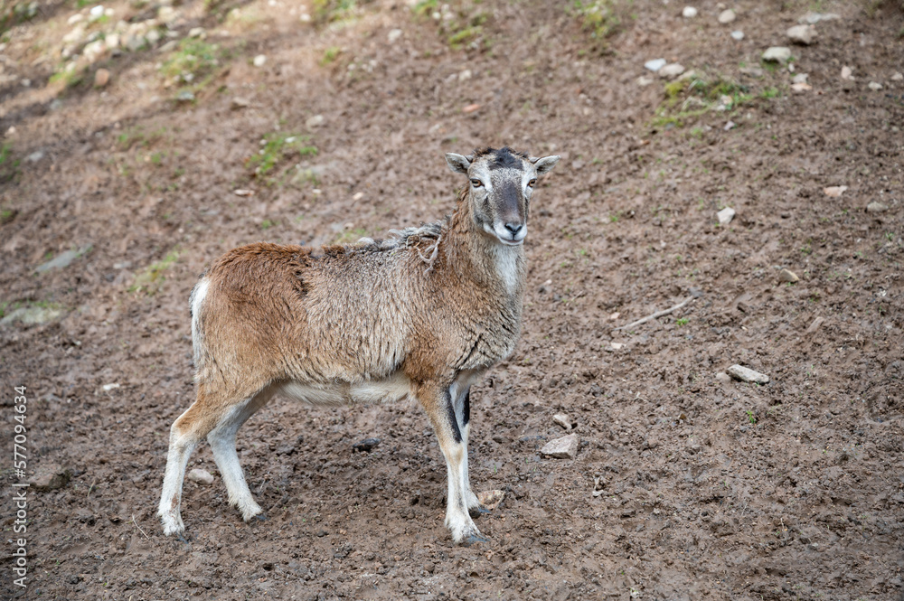 Single goat standing and looking at camera, wildlife park Brudergrund, Erbach, Germany Single goat standing and looking at camera, wildlife park Brudergrund, Erbach, Germany