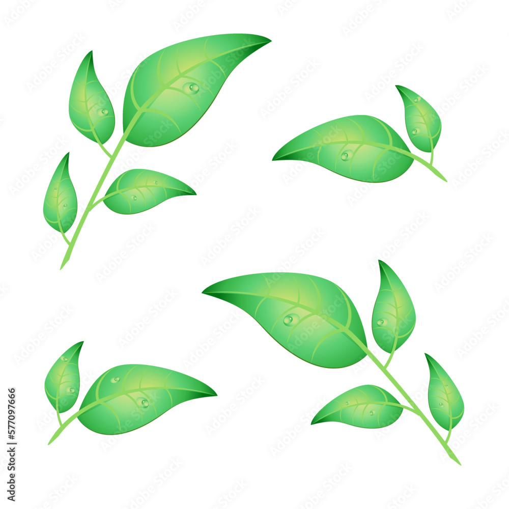 Set of realistic green leaves isolated on a white background with drops of dew. Vector floral elements.Vector Illustration Set of realistic green leaves isolated on a white background with drops of dew. Vector floral elements.Vector Illustration