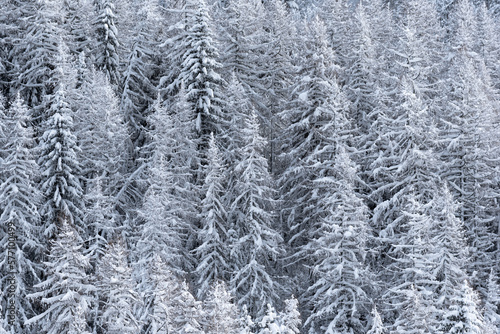 Alpine pine trees covered by recent snowfall after winter storm