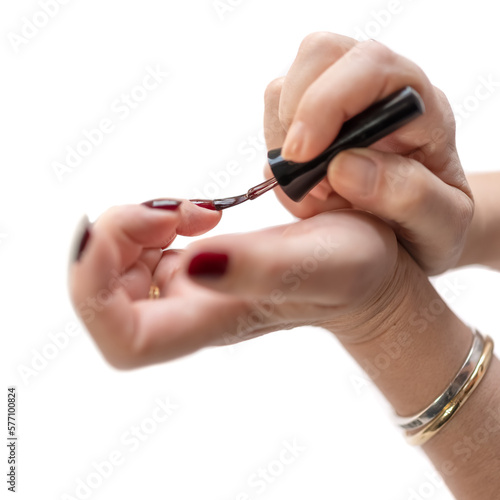 Women s hands painting their nails dark red polish  isolated photo white background.