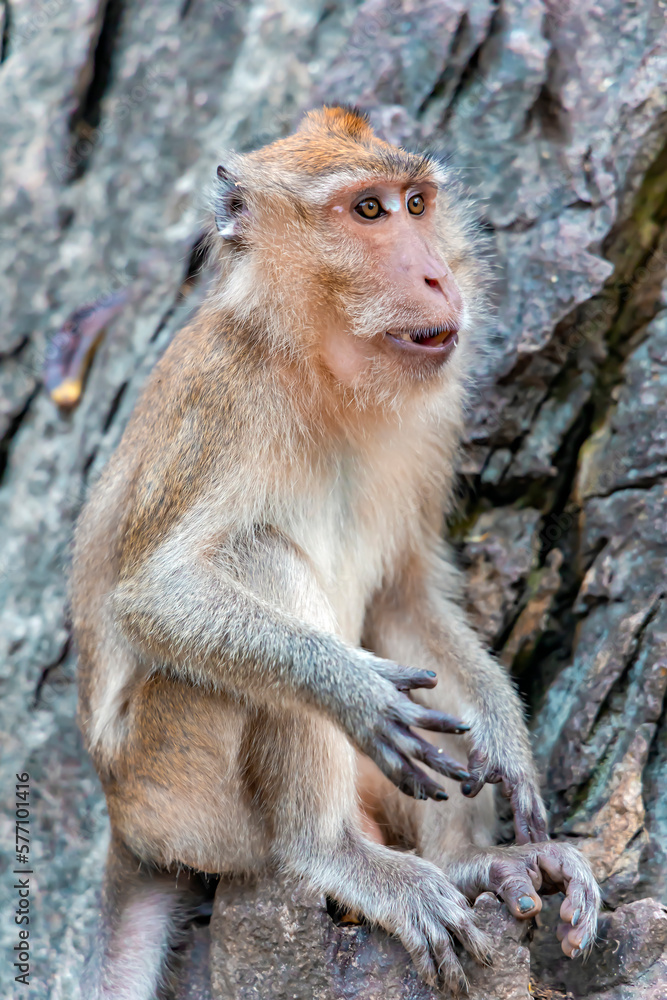 Obraz premium Portrait wild long tailed Macaque eating bananas sitting in Khao Takiab Monkey Mountain, Thailand. The mountain is about 6km south of Hua Hin.